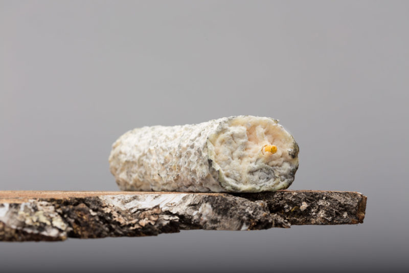 Sainte Maure de Touraine